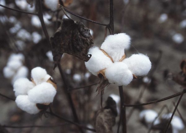 cách nhận biết vải cotton